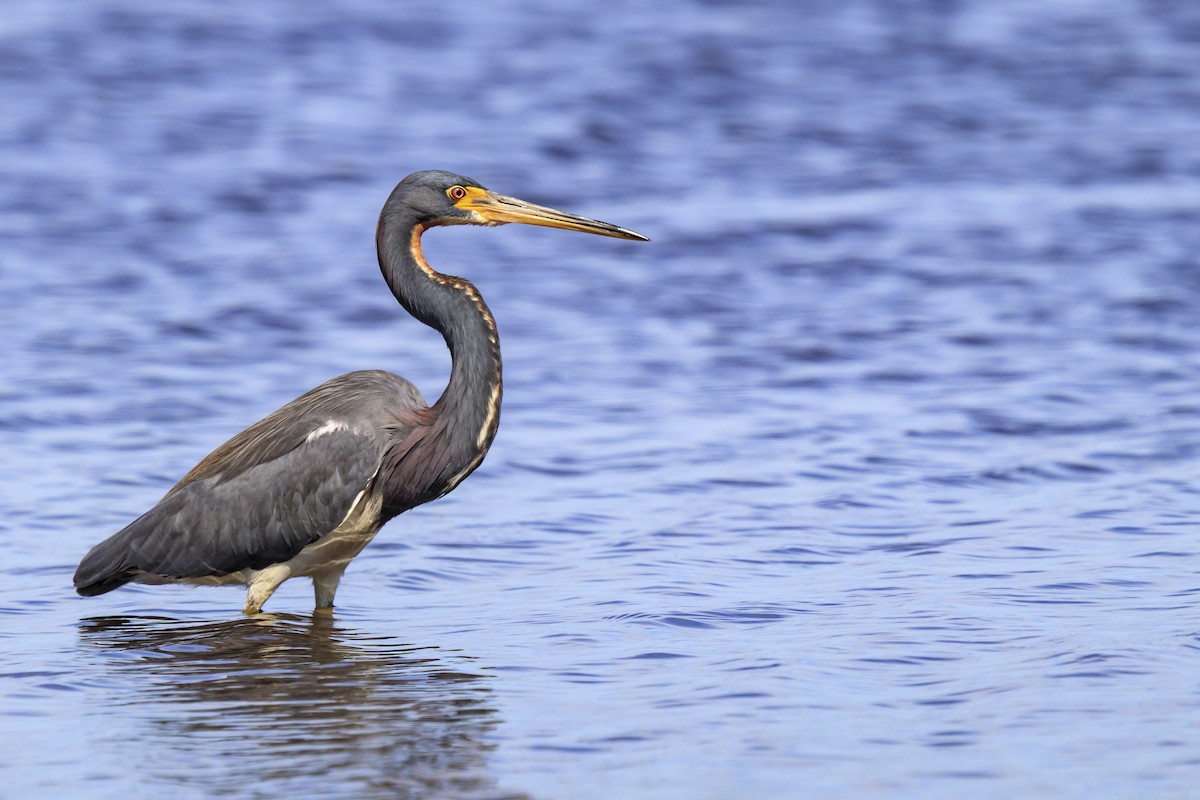 Tricolored Heron - ML643015365