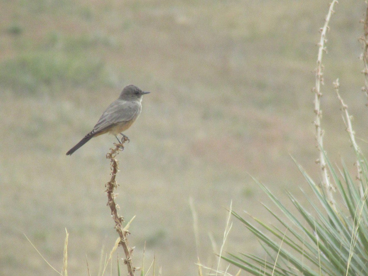 Say's Phoebe - ML643015368