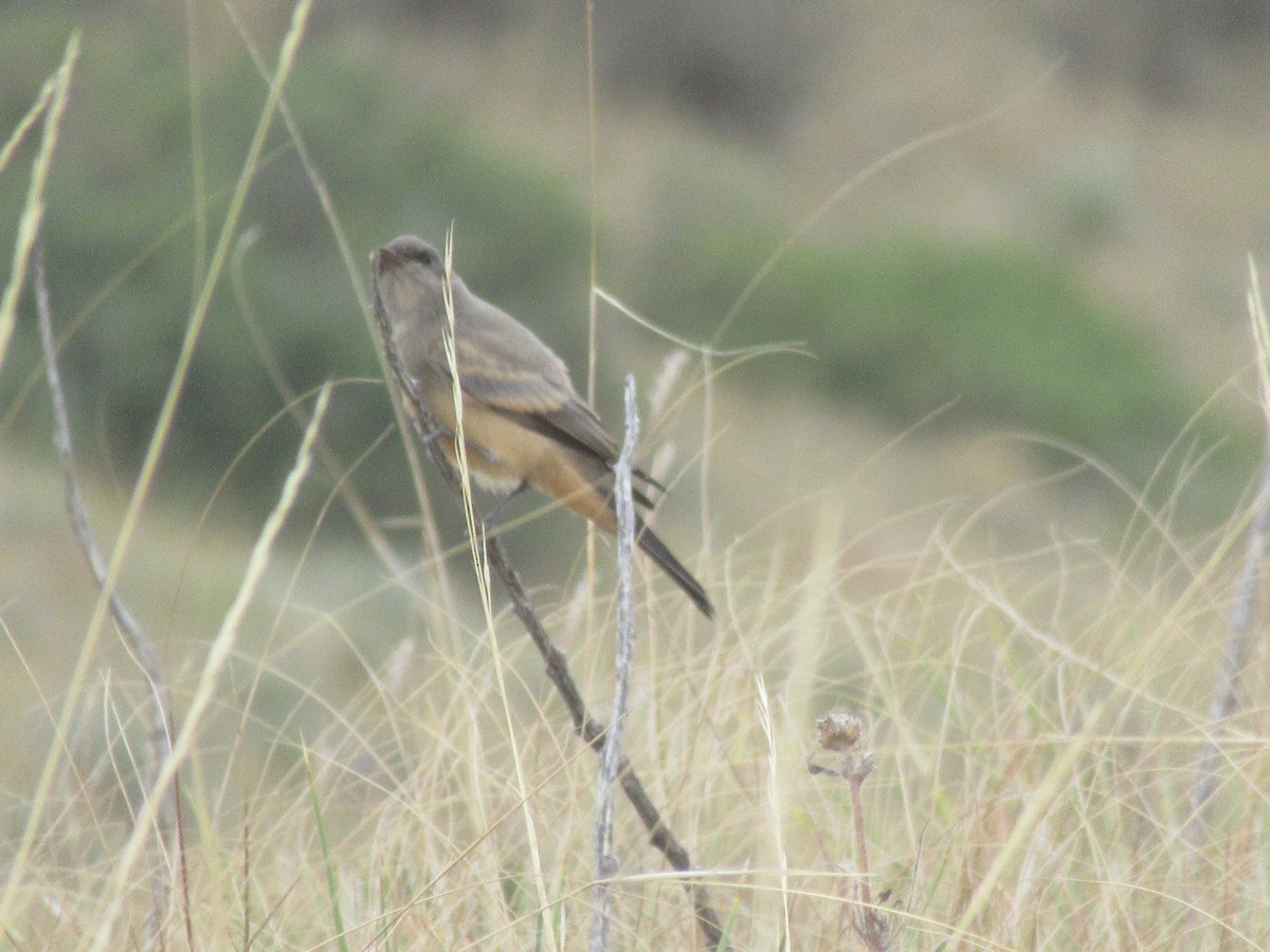 Say's Phoebe - ML643015369
