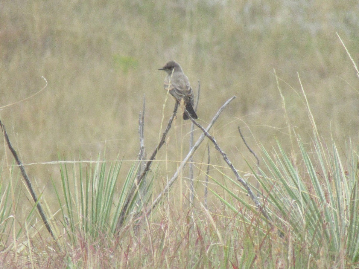 Say's Phoebe - ML643015370