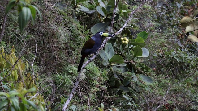 Hooded Mountain-Toucan - ML643015371