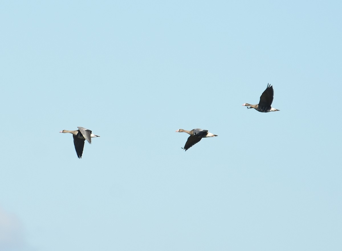 Greater White-fronted Goose - ML643015373