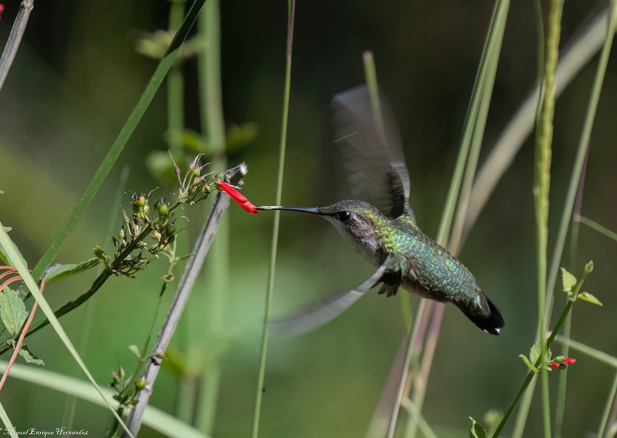 Ruby-throated Hummingbird - ML643015376