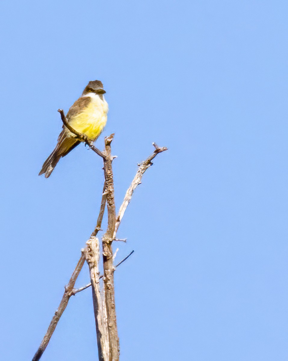 Thick-billed Kingbird - ML643015377