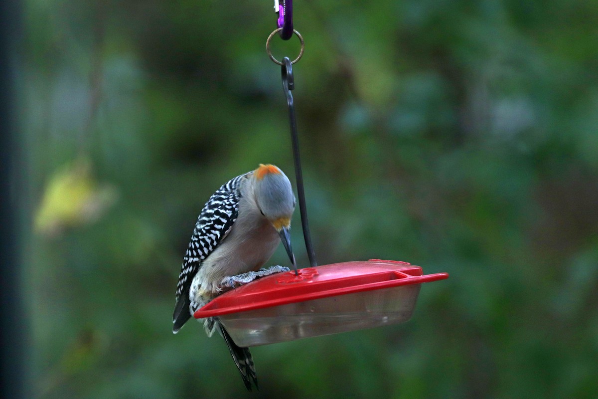 Golden-fronted Woodpecker - ML643015378
