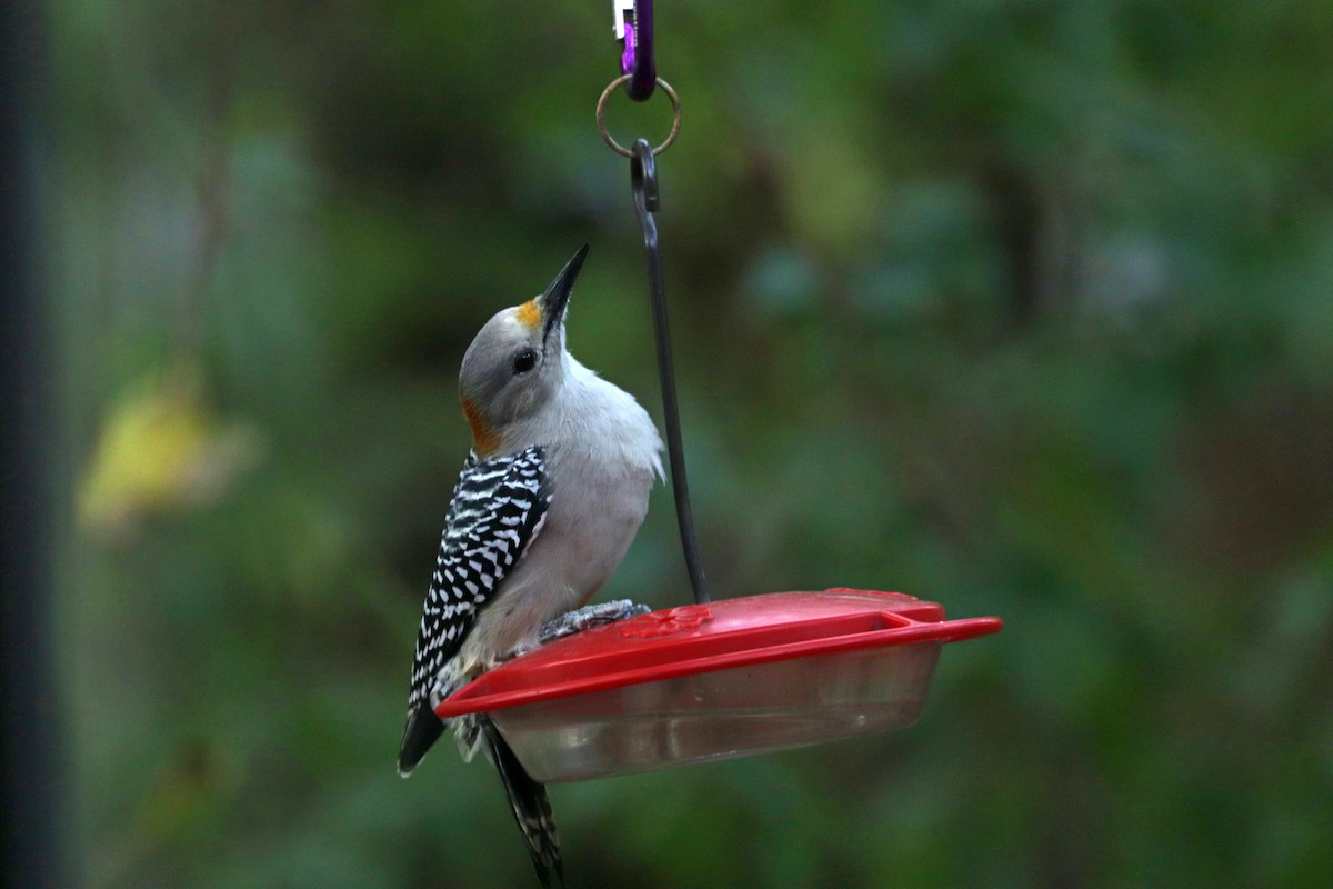 Golden-fronted Woodpecker - ML643015379