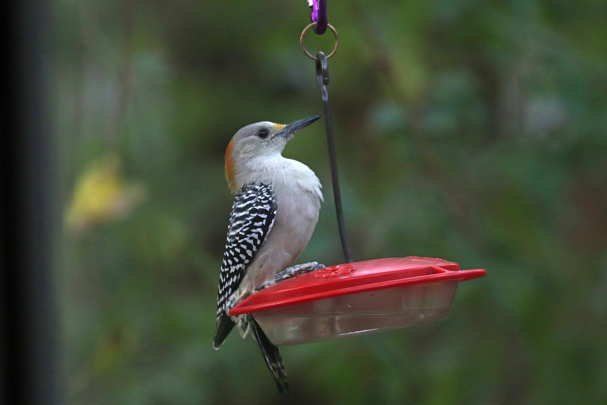 Golden-fronted Woodpecker - ML643015380