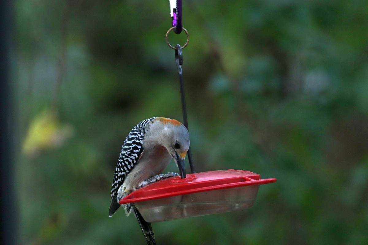 Golden-fronted Woodpecker - ML643015381