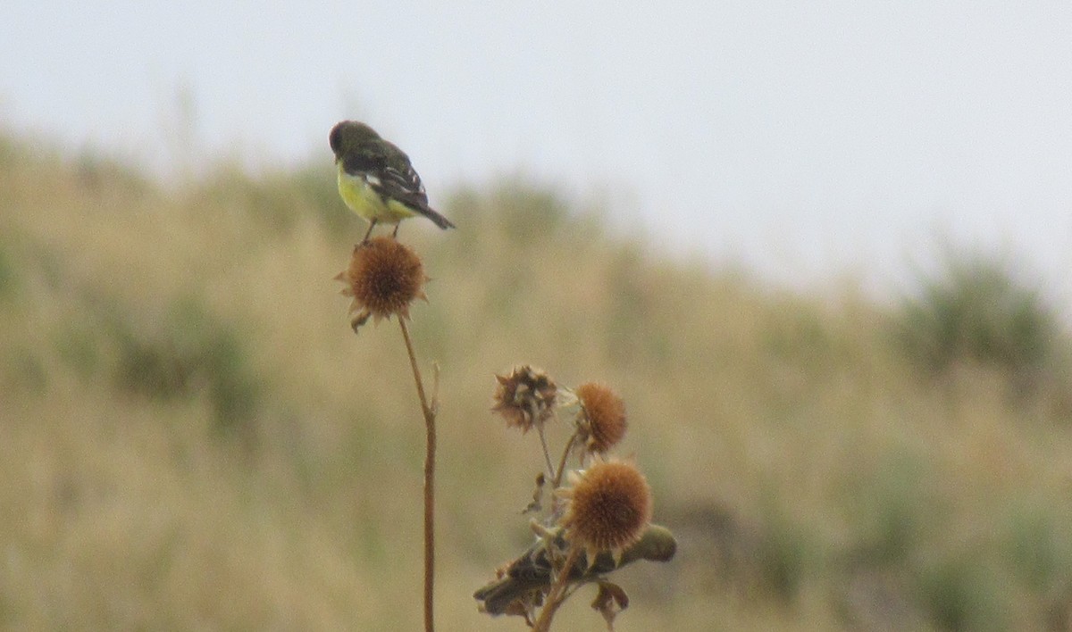 Western Kingbird - ML643015382