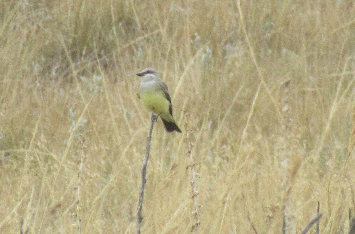 Western Kingbird - ML643015383