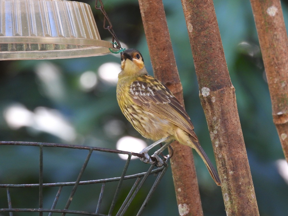 Macleay's Honeyeater - ML643015384