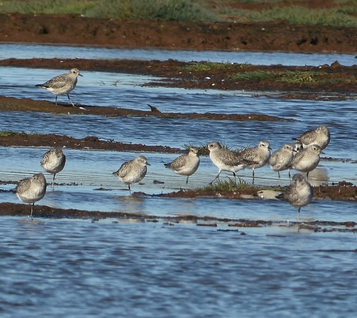 Black-bellied Plover - ML643015385