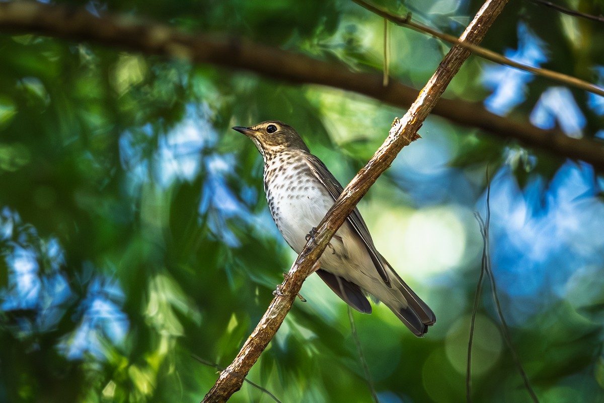 Swainson's Thrush - ML643015389