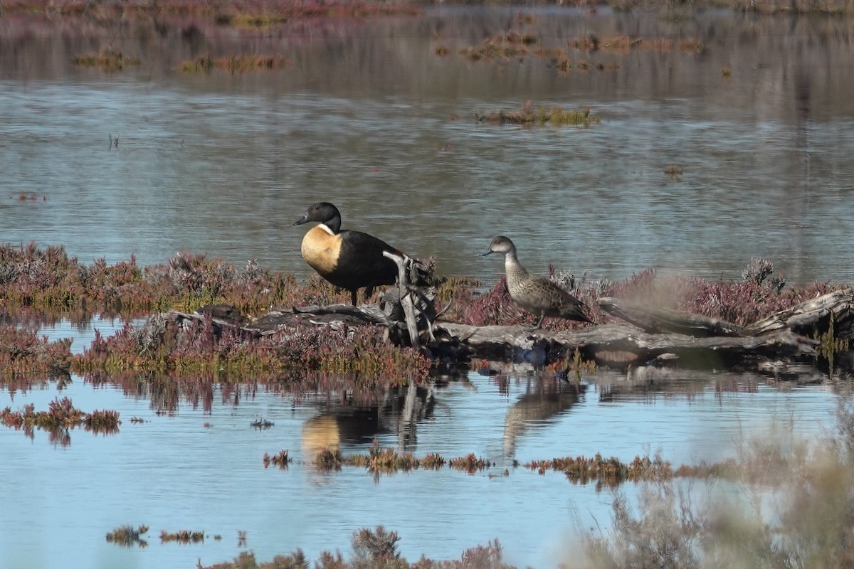 Australian Shelduck - ML643015394