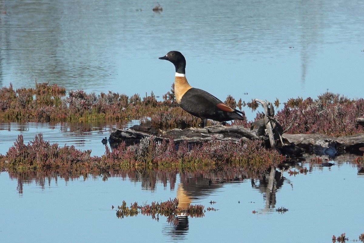 Australian Shelduck - ML643015395