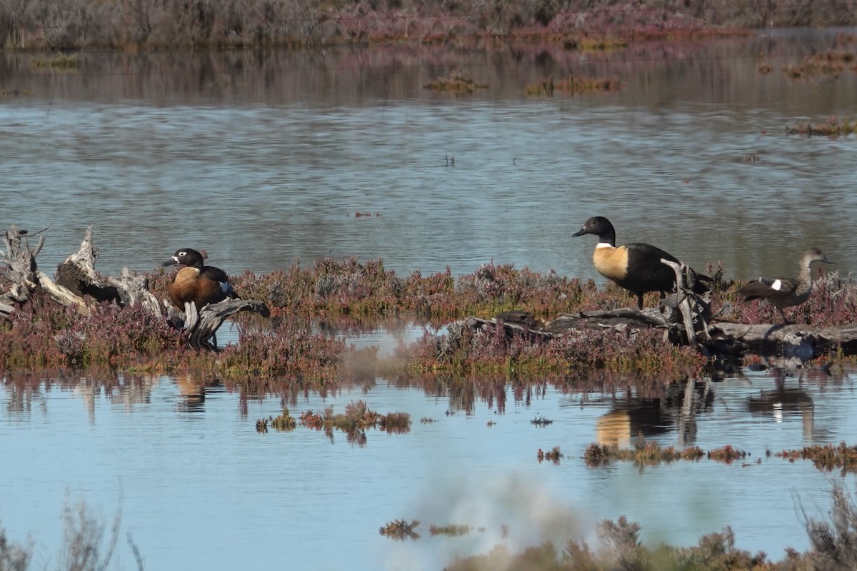 Australian Shelduck - ML643015396