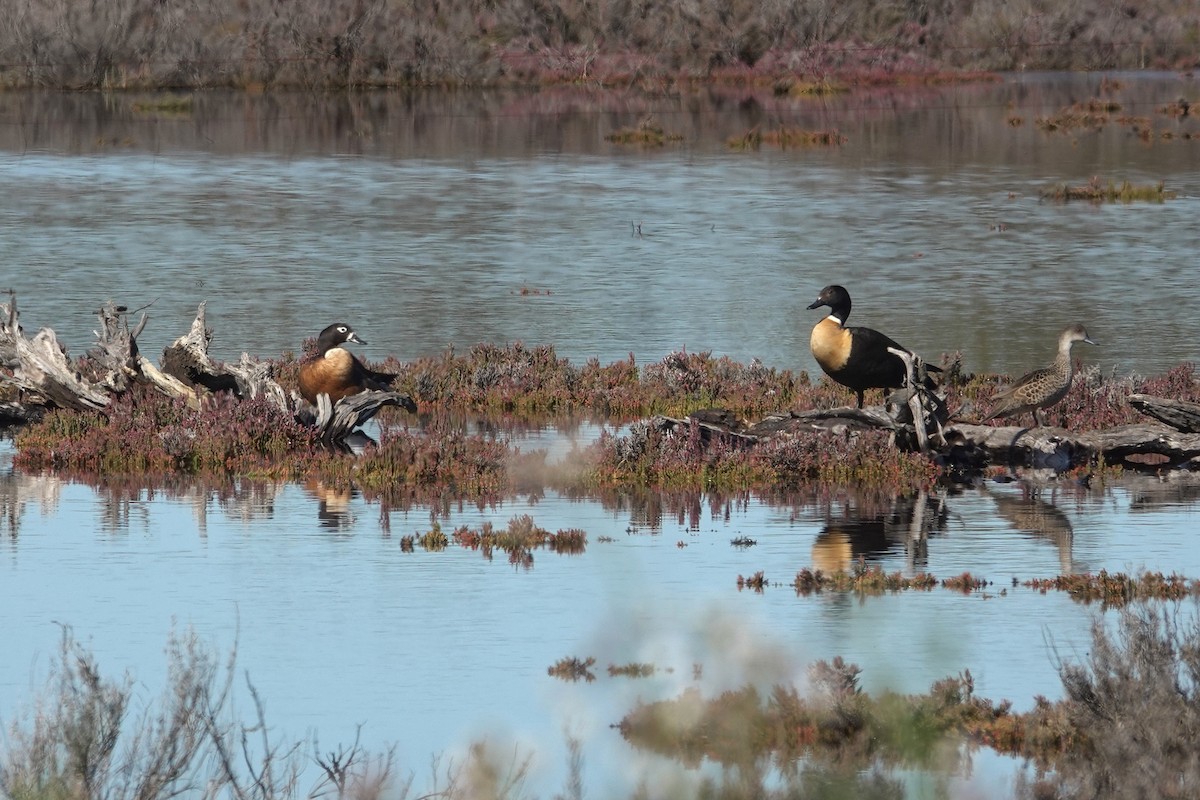 Australian Shelduck - ML643015397