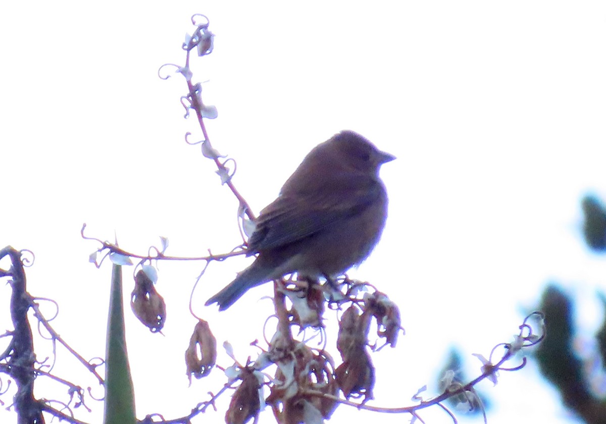 Indigo Bunting - ML643015398