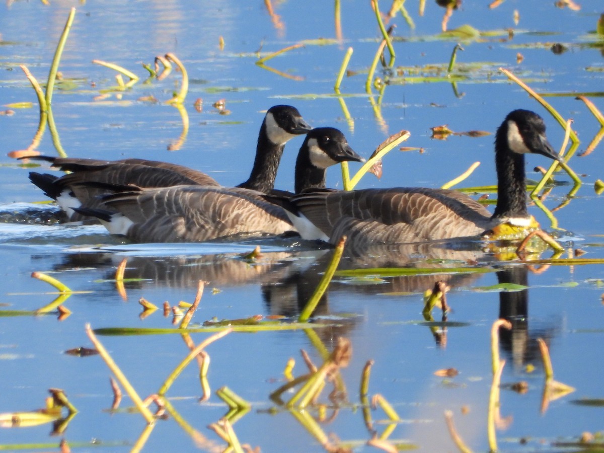 Canada Goose - ML643015420