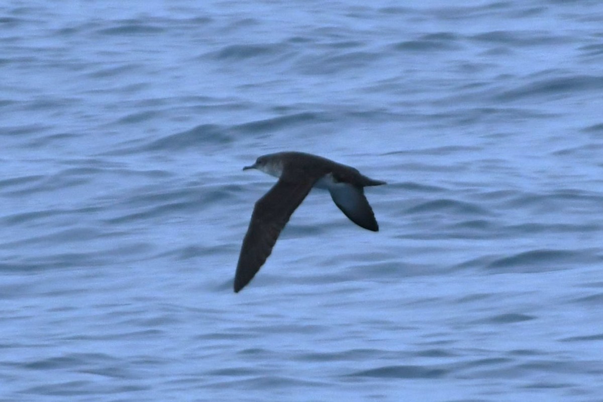 Black-vented Shearwater - ML643015425