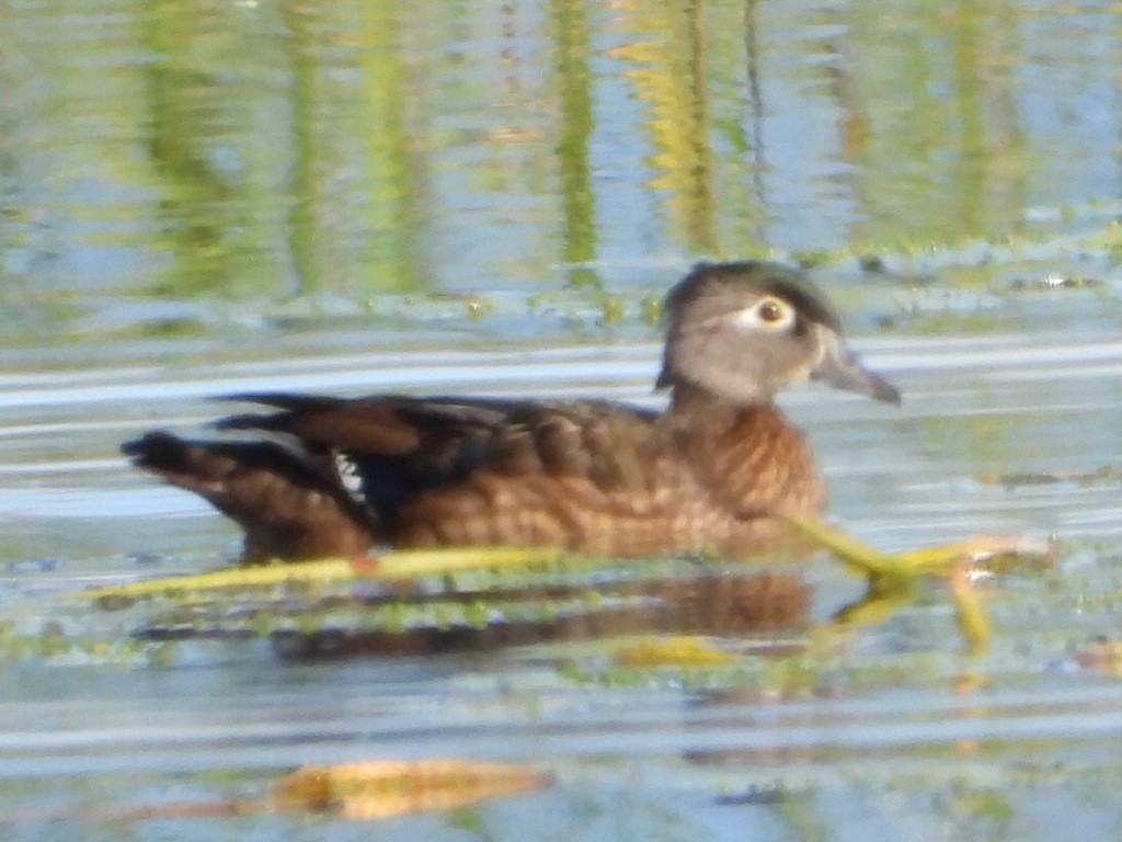Wood Duck - ML643015427