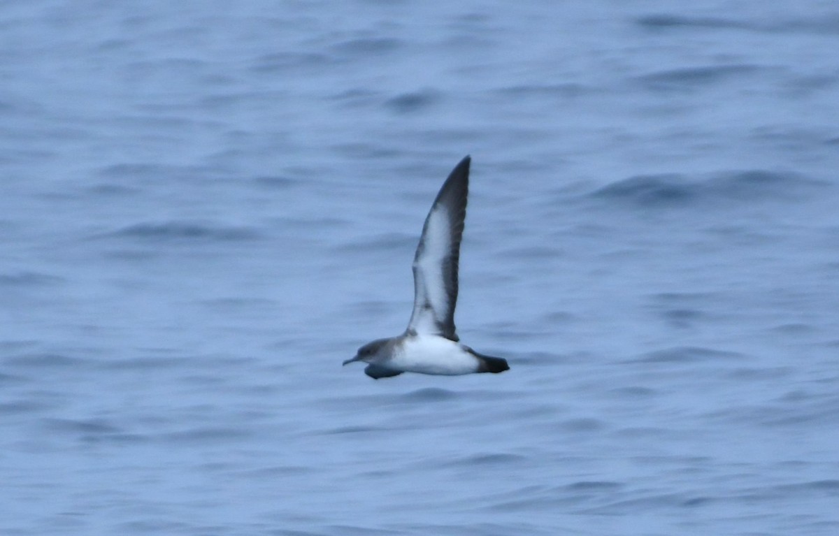 Black-vented Shearwater - ML643015428