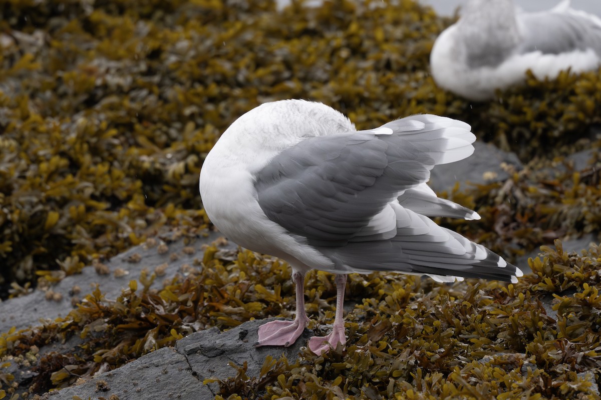 Western x Glaucous-winged Gull (hybrid) - ML643015429