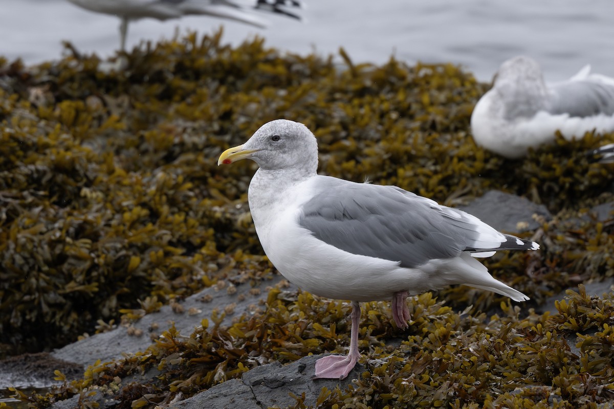 Western x Glaucous-winged Gull (hybrid) - ML643015430