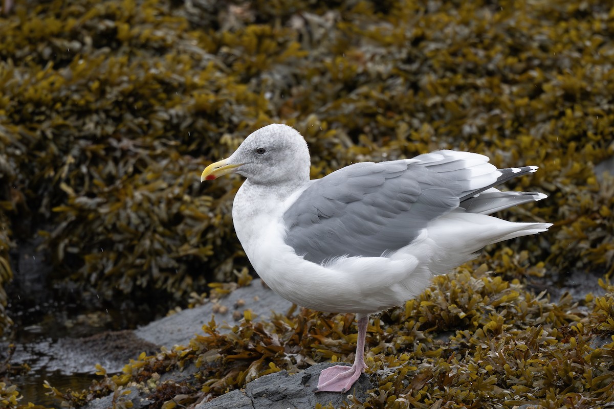 Western x Glaucous-winged Gull (hybrid) - ML643015431