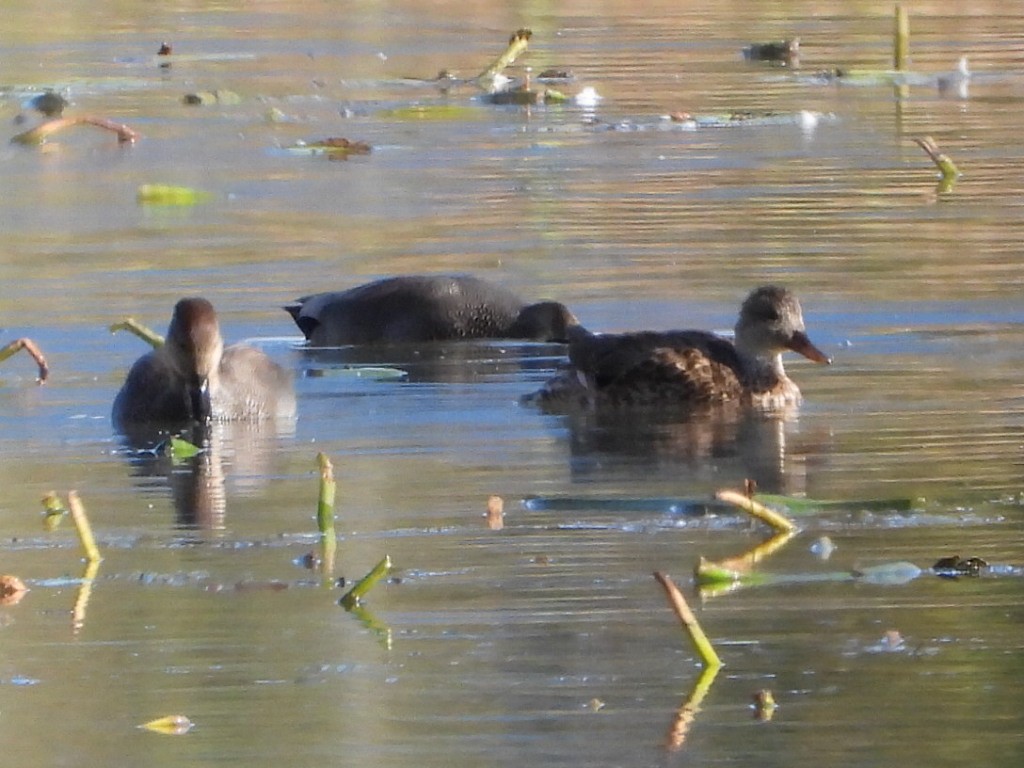 Gadwall - ML643015432