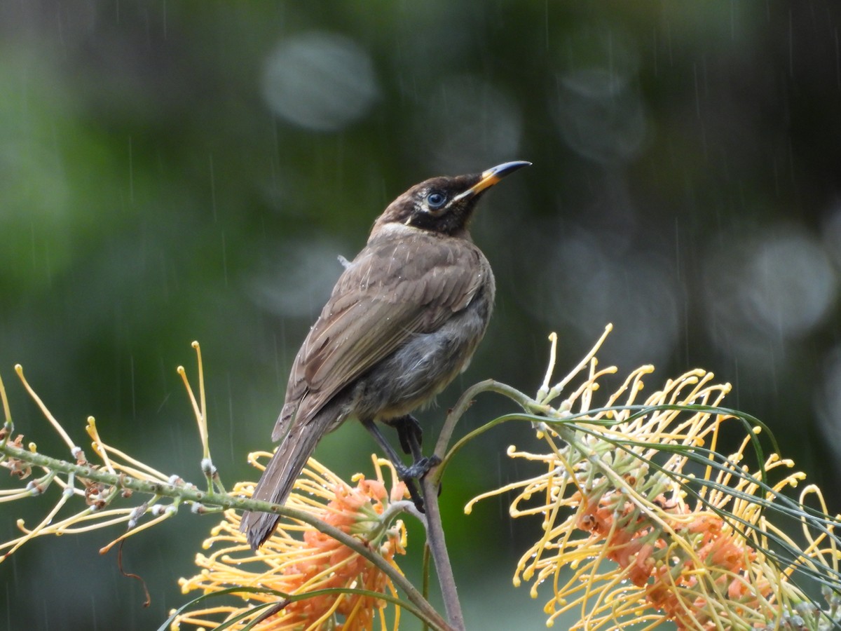 Bridled Honeyeater - ML643015433