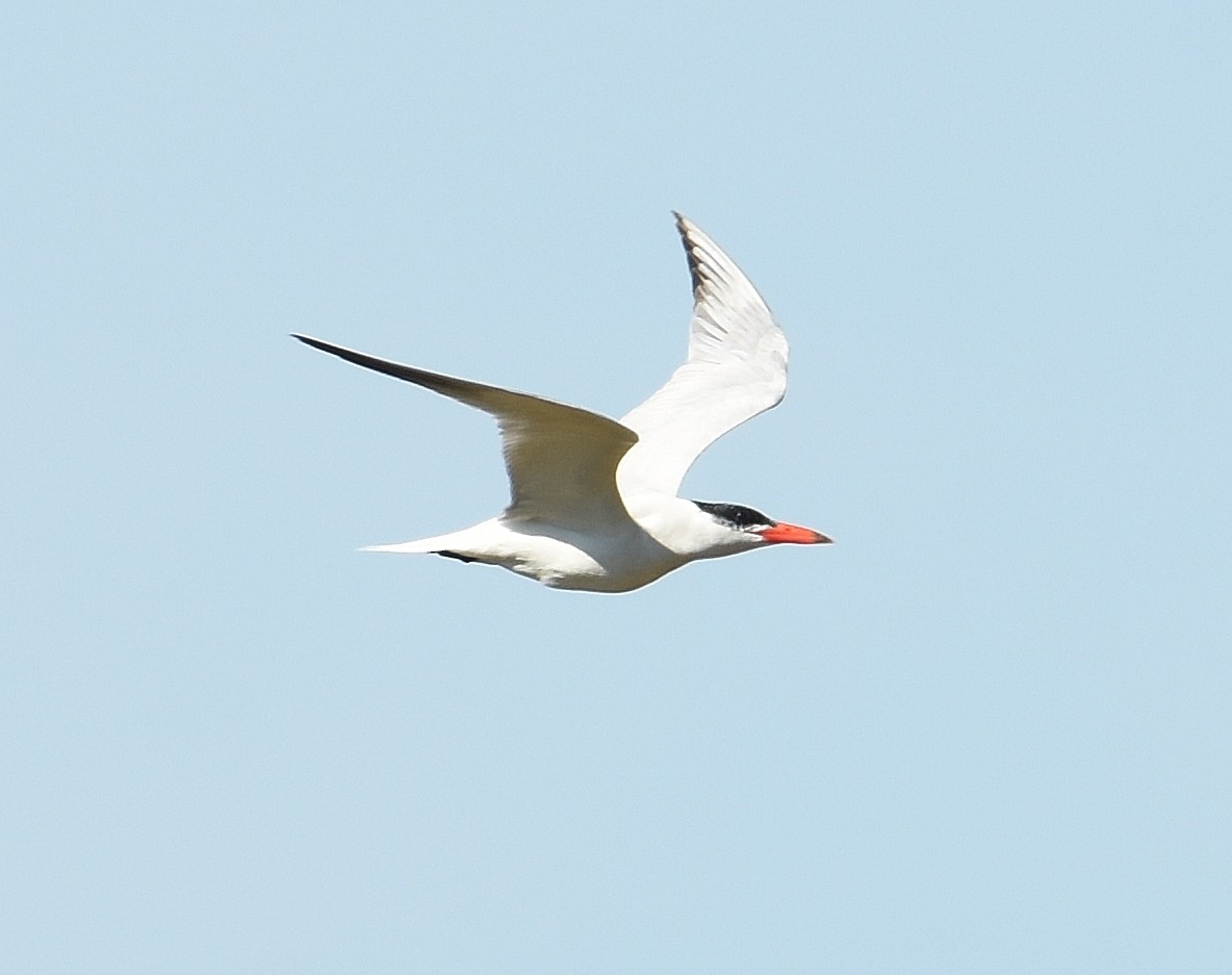 Caspian Tern - ML643015434