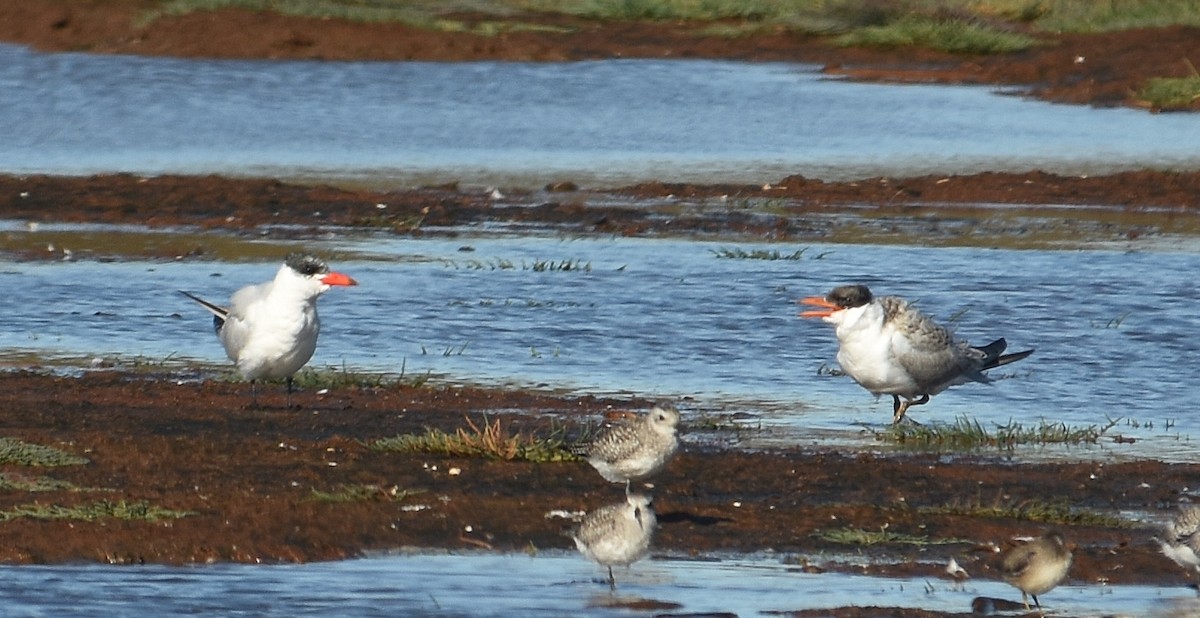 Caspian Tern - ML643015435