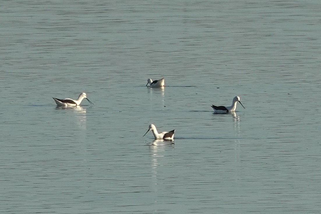 Banded Stilt - ML643015438