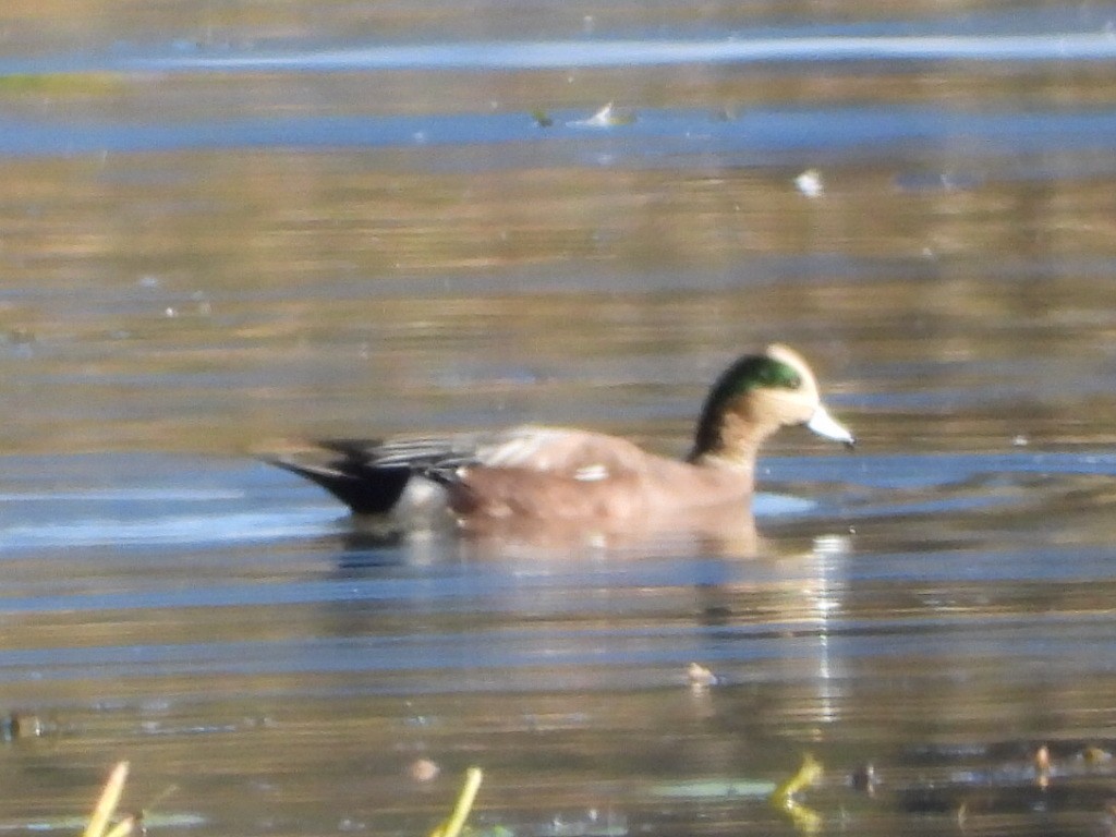 American Wigeon - ML643015439
