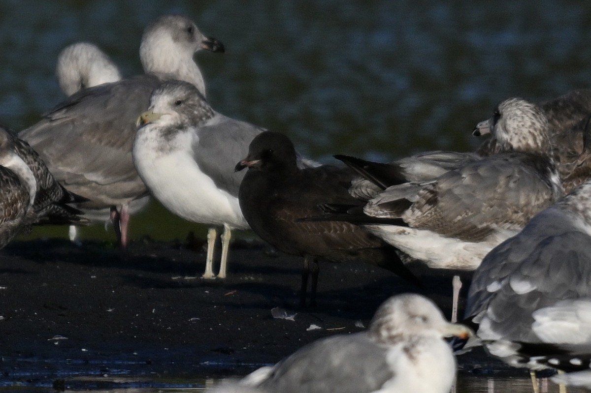 Heermann's Gull - ML643015440