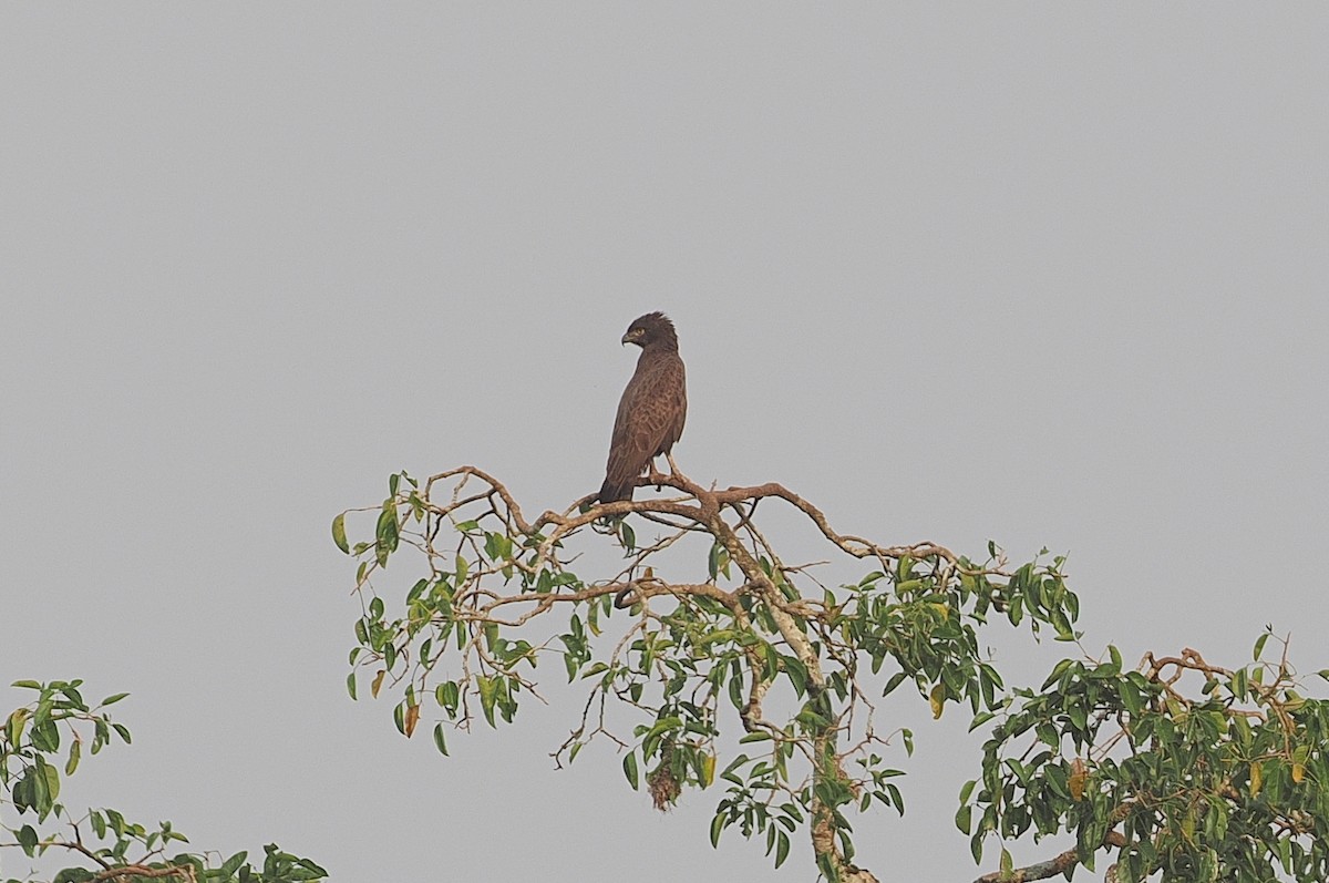 Brown Snake-Eagle - ML643015443