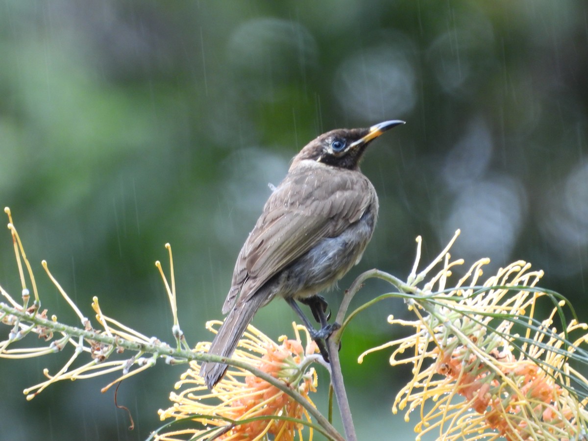Bridled Honeyeater - ML643015445
