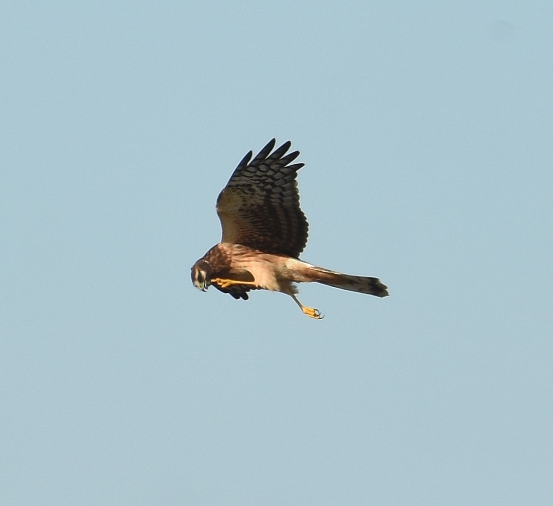 Northern Harrier - ML643015446