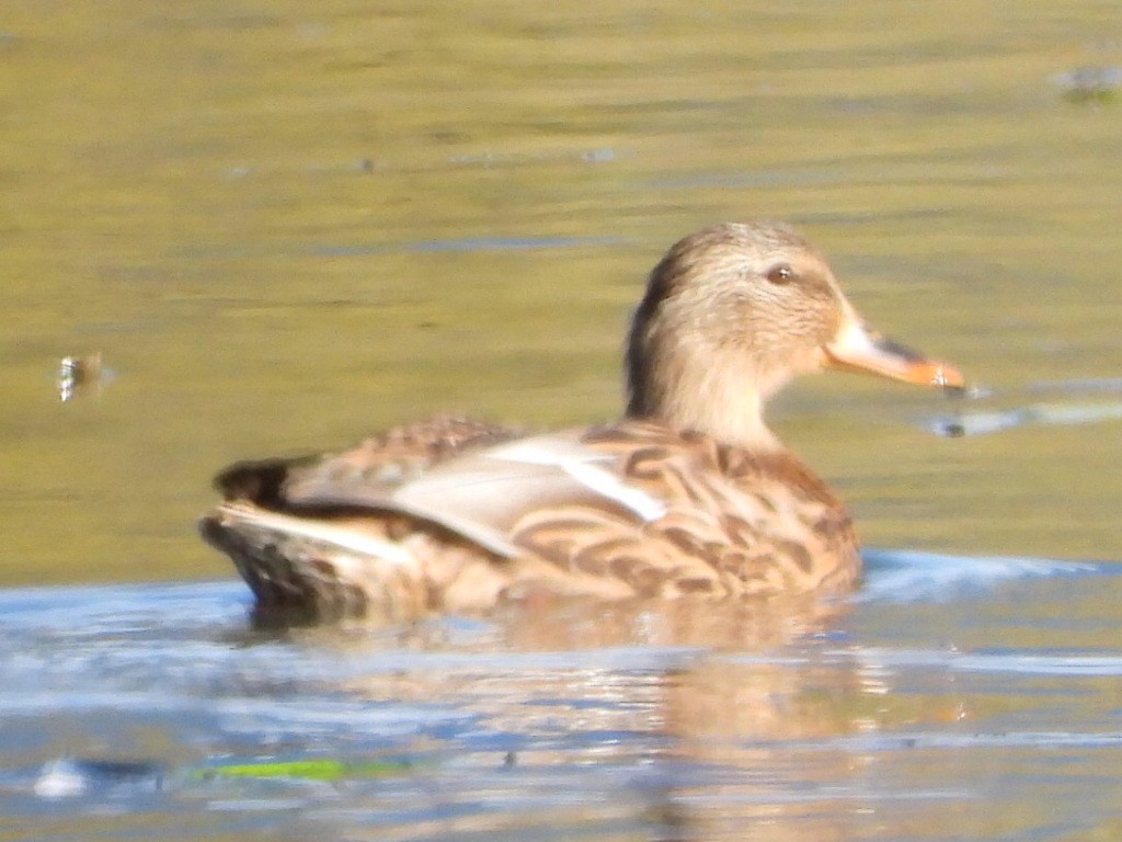 Mallard - ML643015447