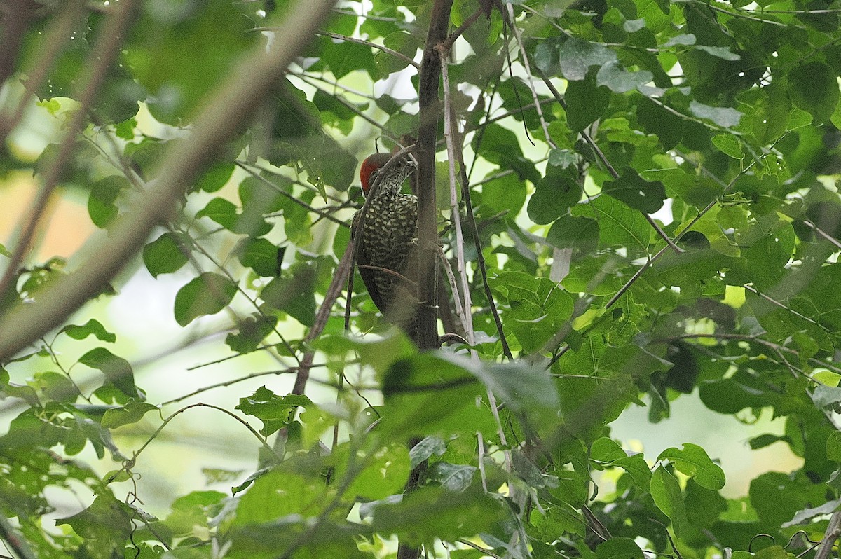 Buff-spotted Woodpecker - ML643015448