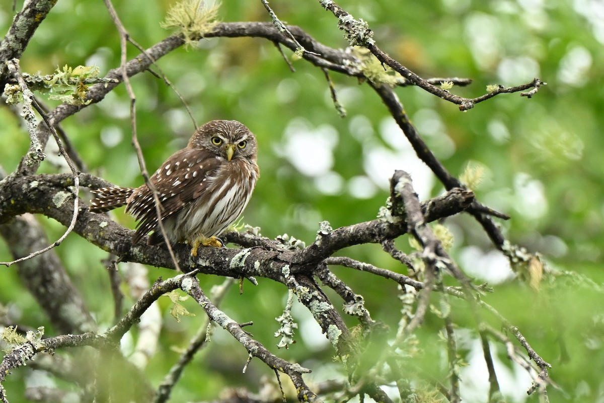 Ferruginous Pygmy-Owl - ML643015450