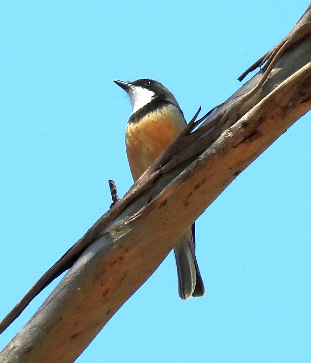 Rufous Whistler - ML643015453