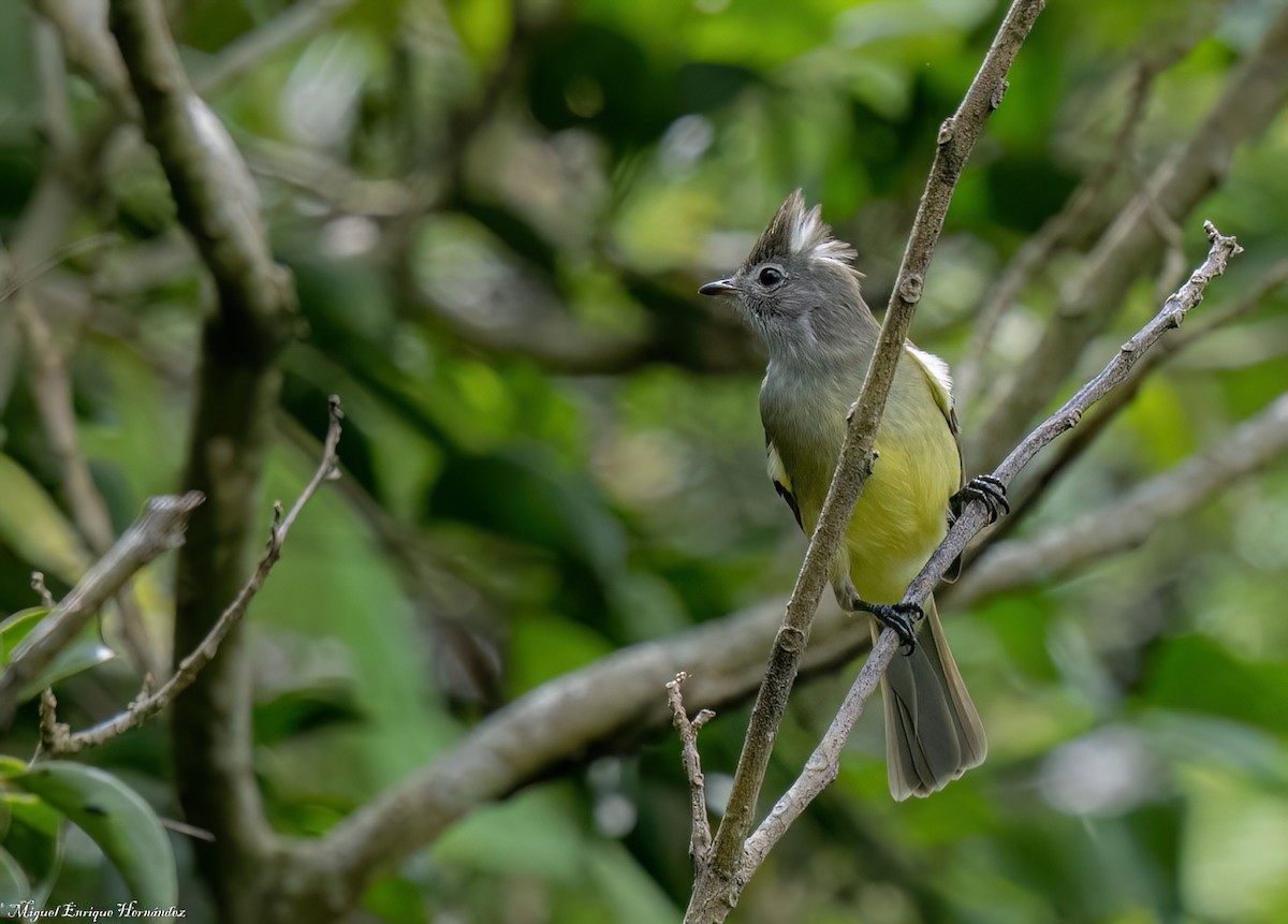 Yellow-bellied Elaenia - ML643015455