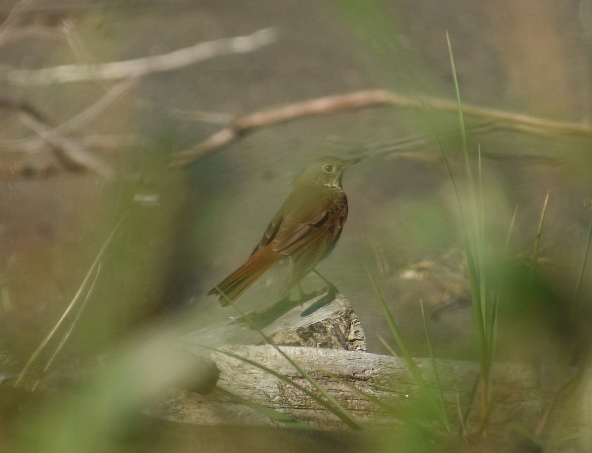 Hermit Thrush - ML643015456