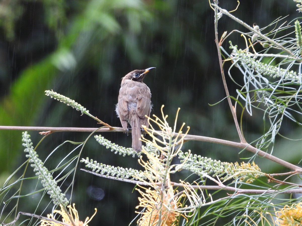 Bridled Honeyeater - ML643015457