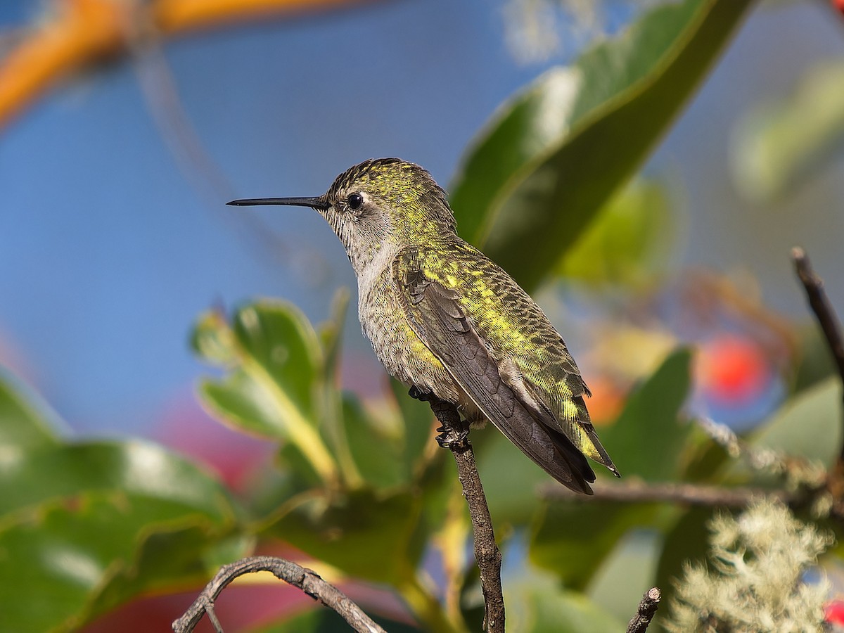 Anna's Hummingbird - ML643015458