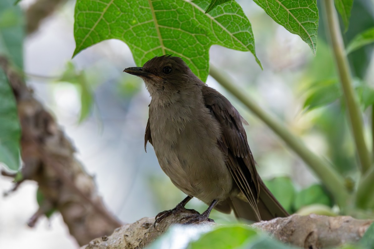 Mountain Thrush - ML643015459