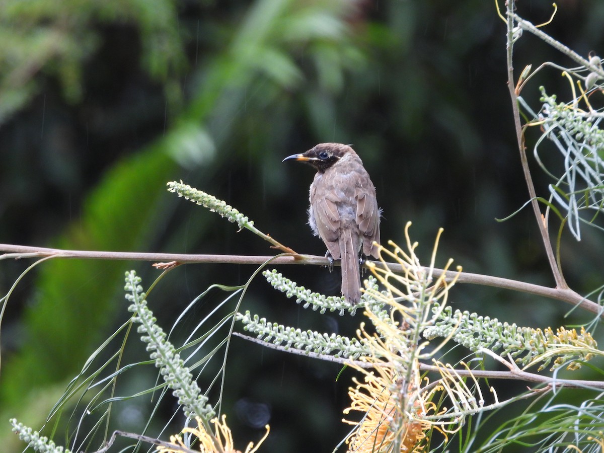 Bridled Honeyeater - ML643015465