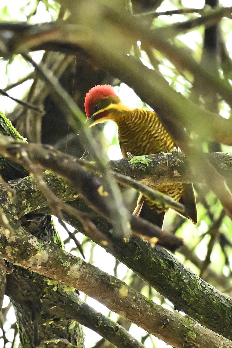 Golden-green Woodpecker - ML643015471